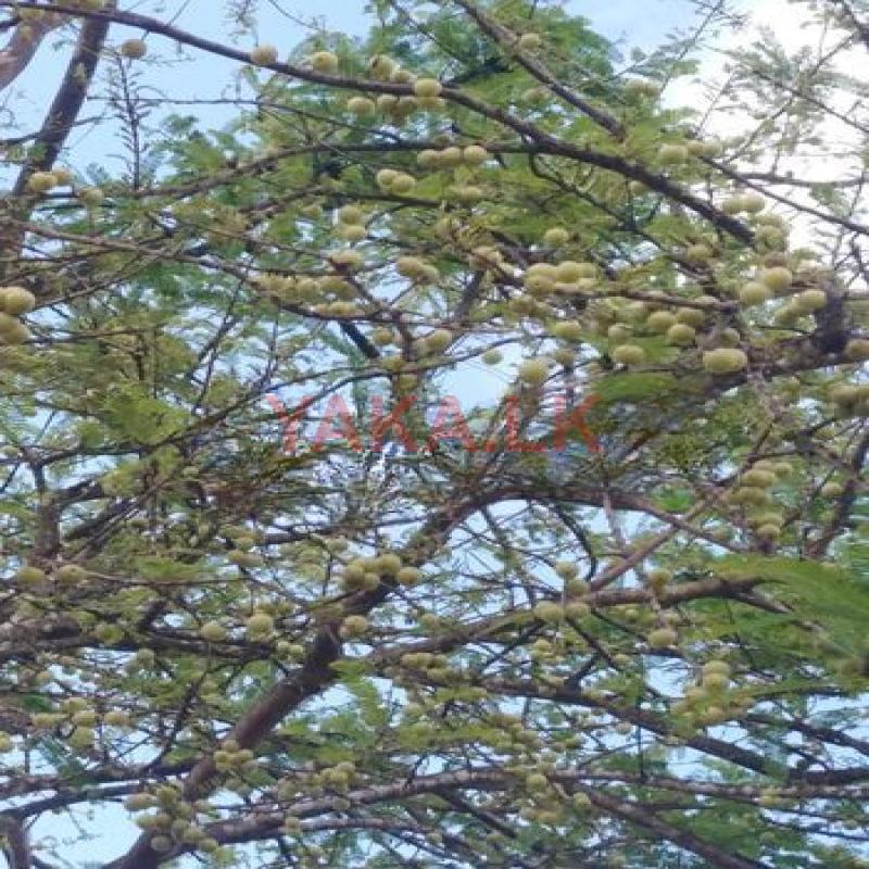 බෙහෙත් නෙල්ලී