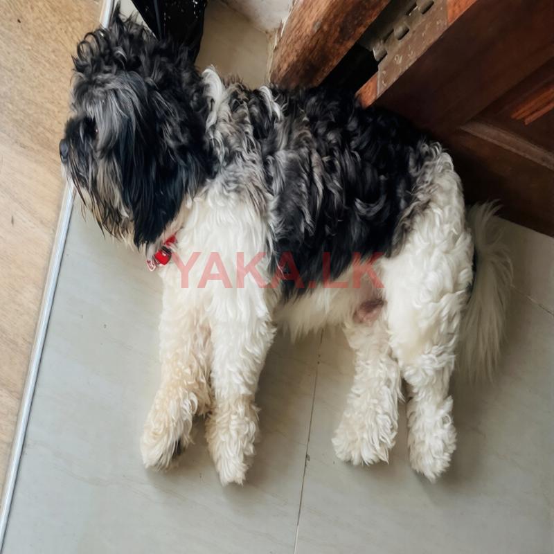 Shih Tzu Toy Poodle Mix Male for Crossing