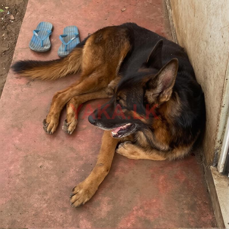 German Shepherd for Crossing