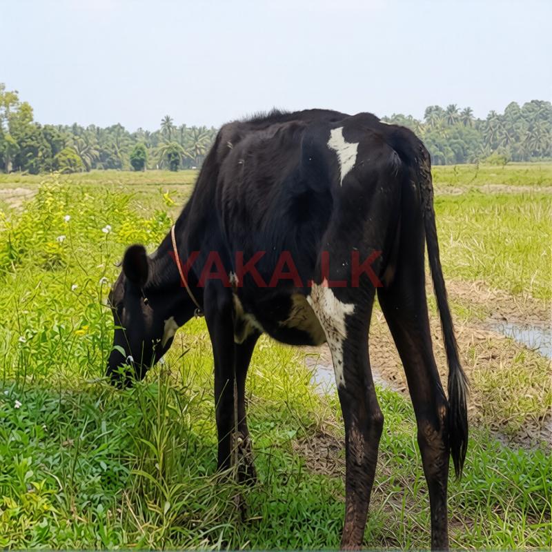 වැස්සියක්