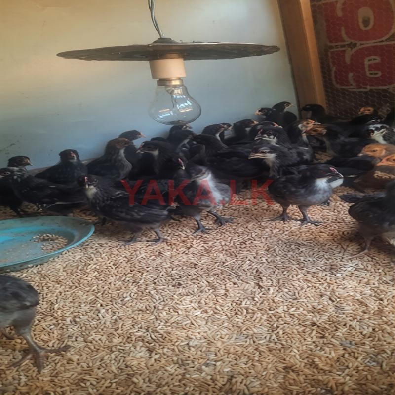 ගං කුකුලු පැටව්