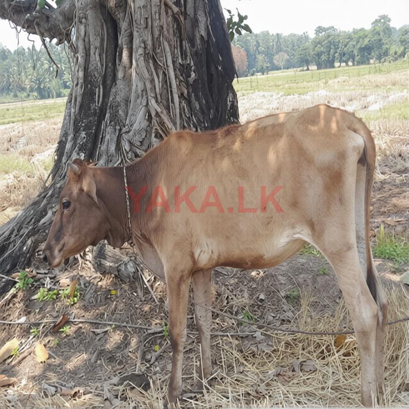 නැම්බියක්