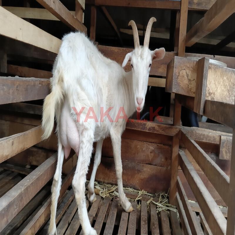 Sannan Female Goats