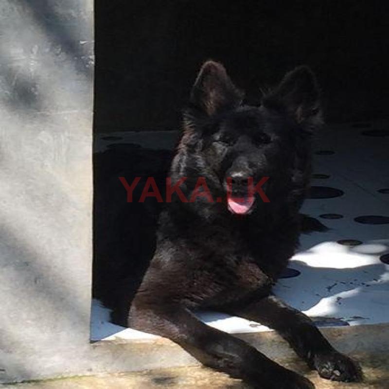 German Shepherd Male Puppies