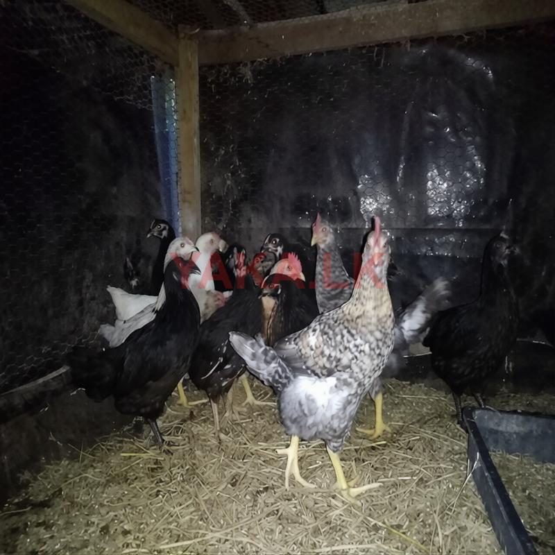 ගම් කිකිළි පැටවුන්