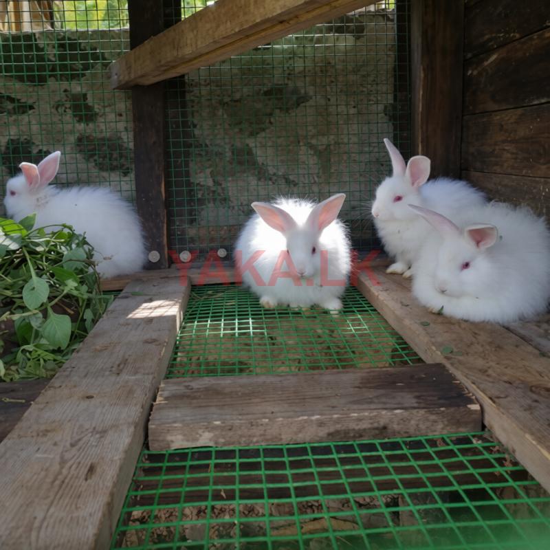 Angora Rabbit