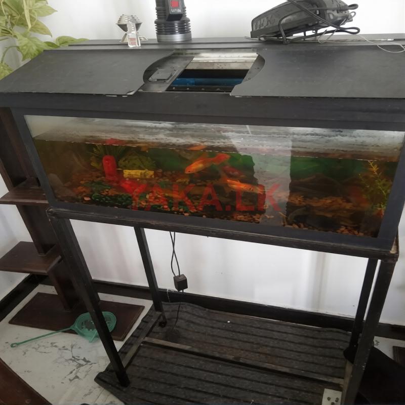 Fish Tank with