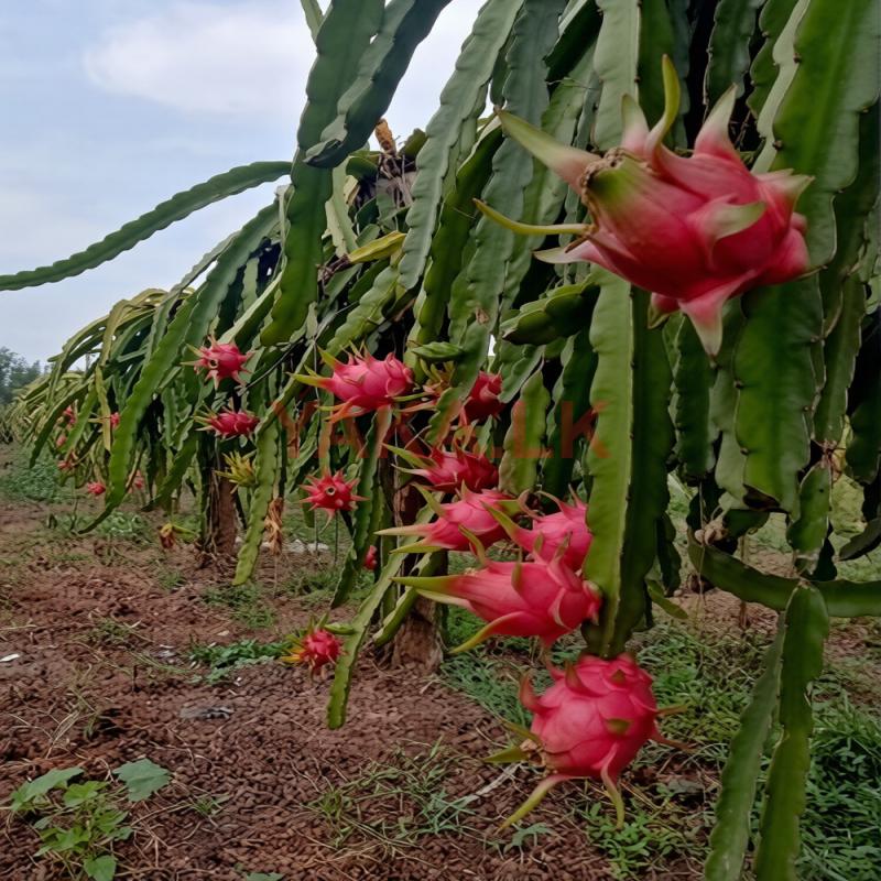 ඩ්‍රගන් පෘථි පැල