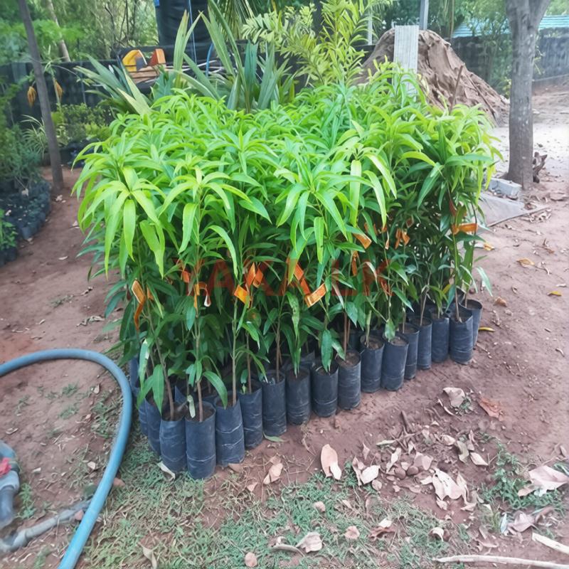 ஒட்டுமாங்கன்றுகள்