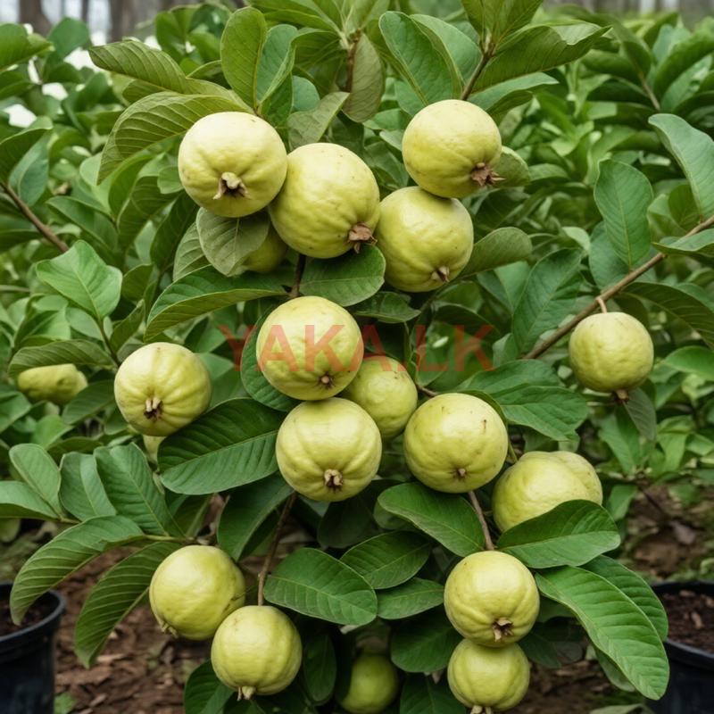 கொய்யாக்கன்றுகள்