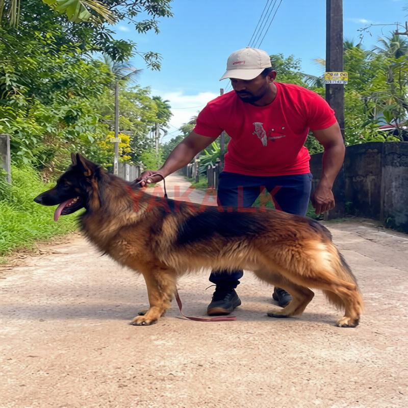 German Shepherd Long Coat Male for Crossing