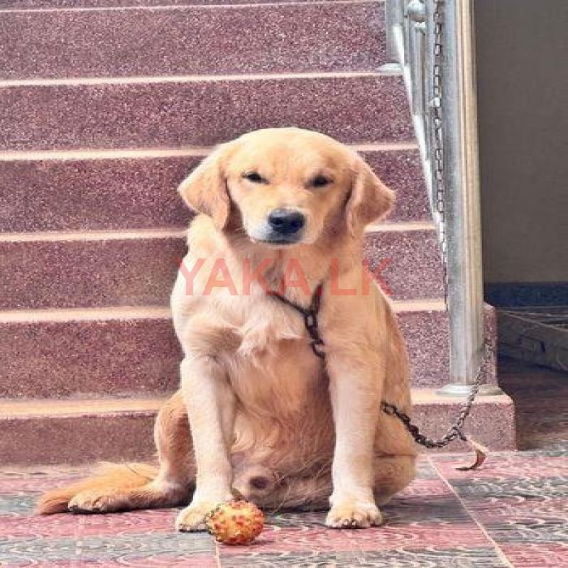 Golden Retriever Crossing