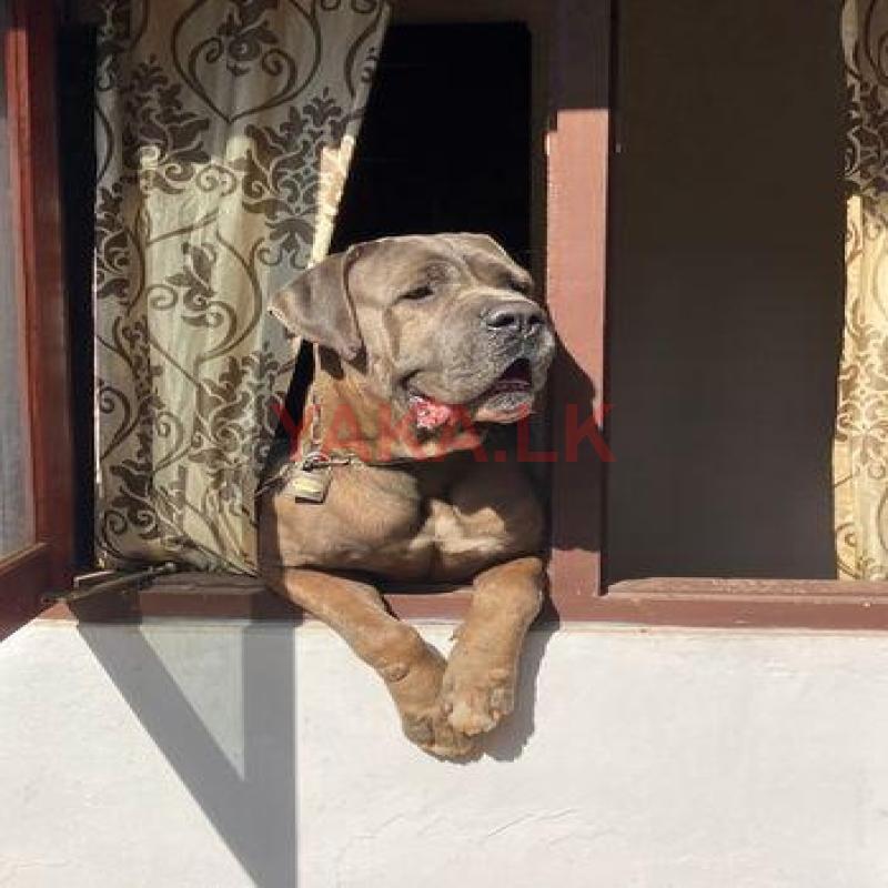 Cane Corso for Crossing
