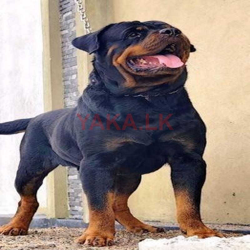 Rottweiler Male for Crossing