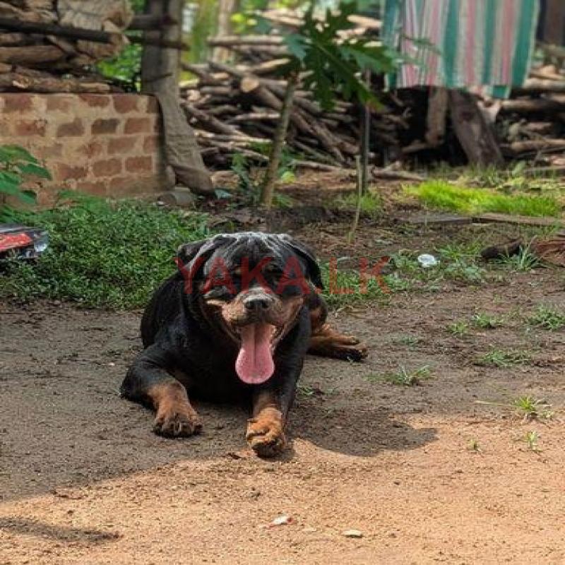 Rottweiler for Crossing