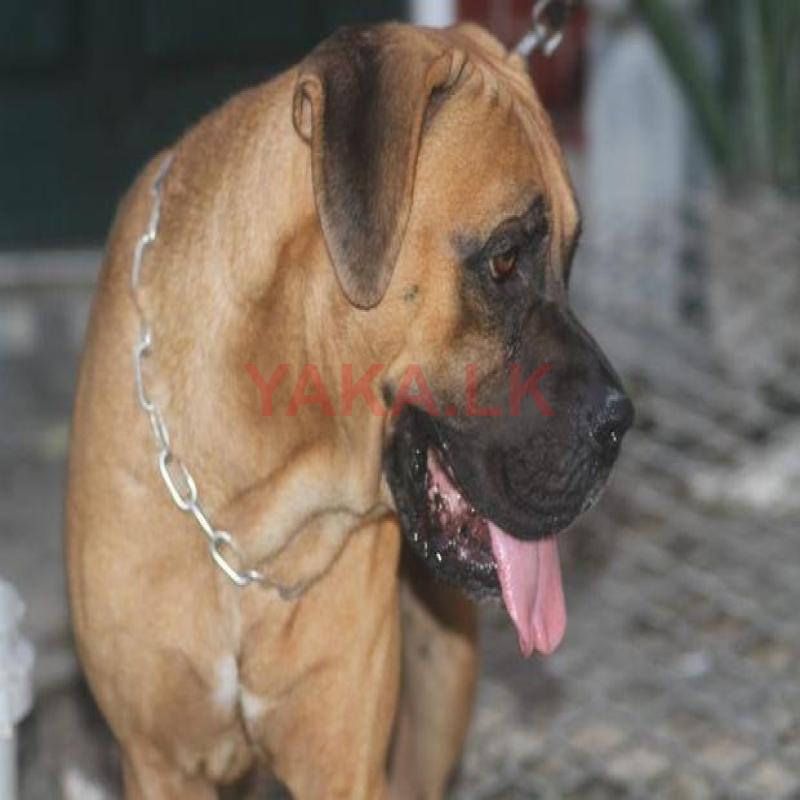 Cane Corso Male for Crossing