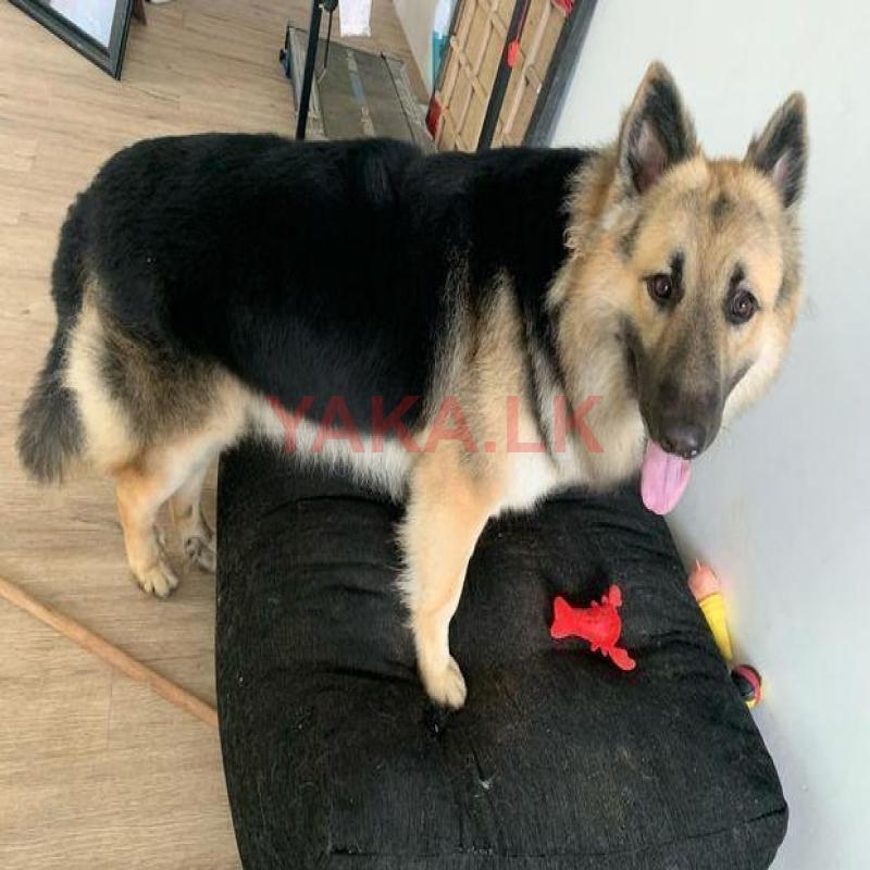 German Sherpherd for Crossing (male)