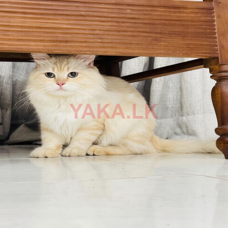 Persian Male Cat for Crossing