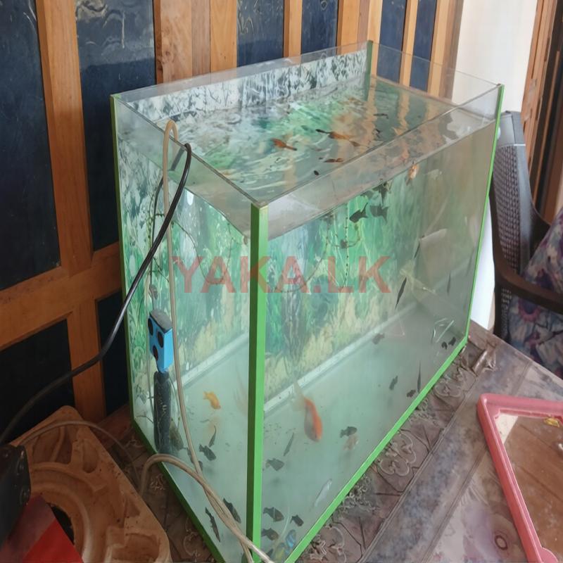 Fish Tank