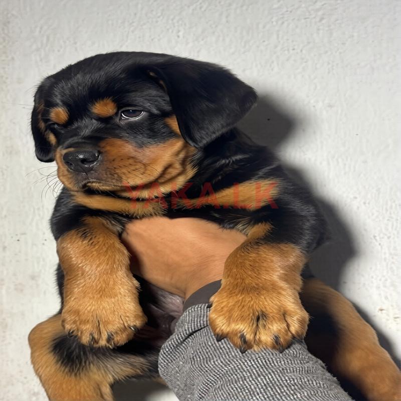 Rottweiler Puppy