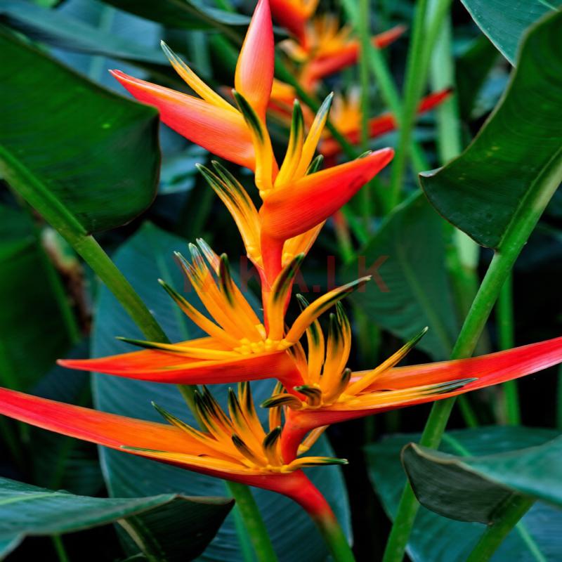 Orange Heliconia Plants