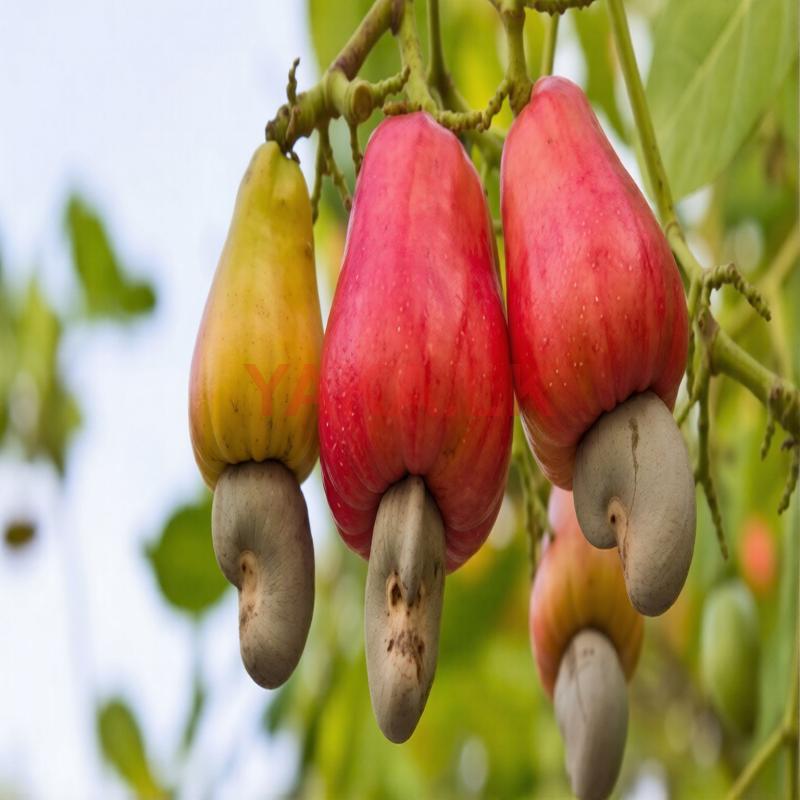 கஜு - කජු