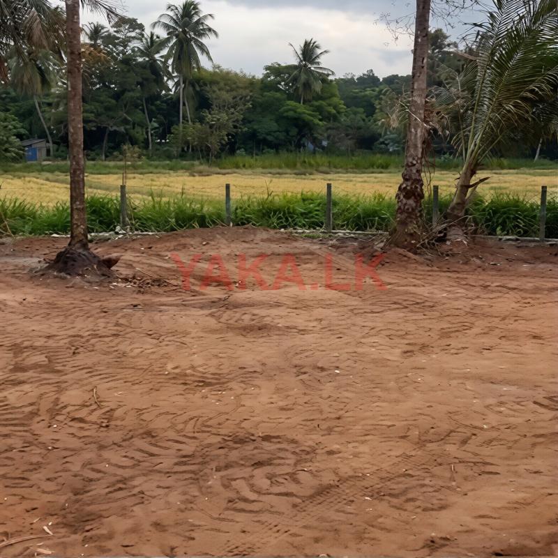 වේයන්ගොඩ සුන්දර වෙල් යායකට මුහුණලා