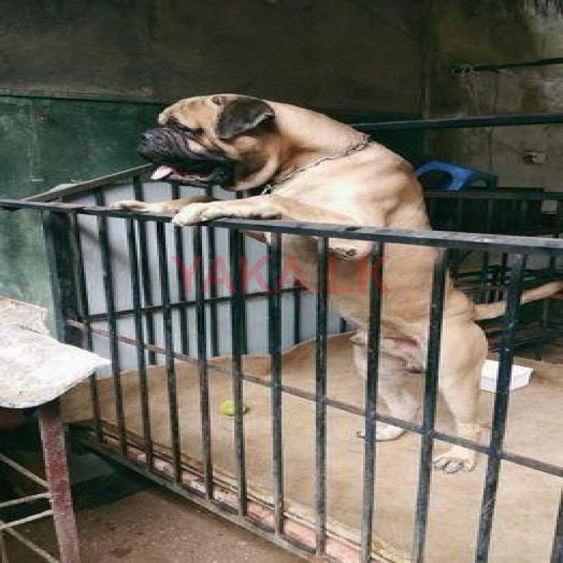 Bullmastiff Dog for Crossing