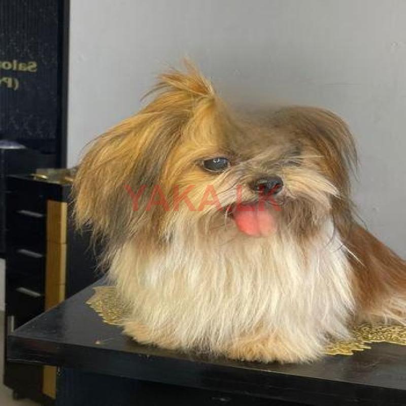 Shih Tzu Male for Crossing