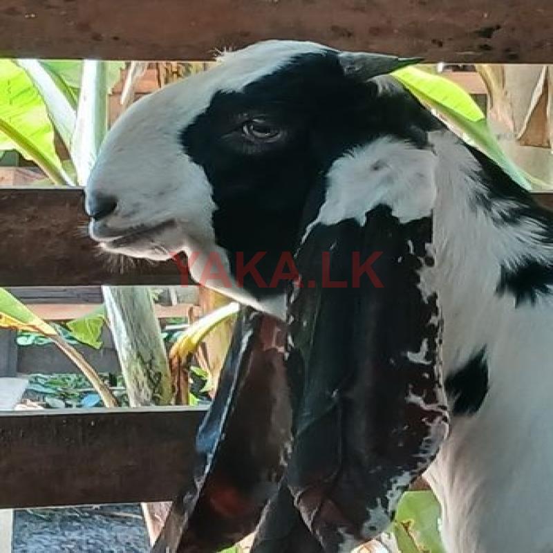 Jamunapari Baby Goats