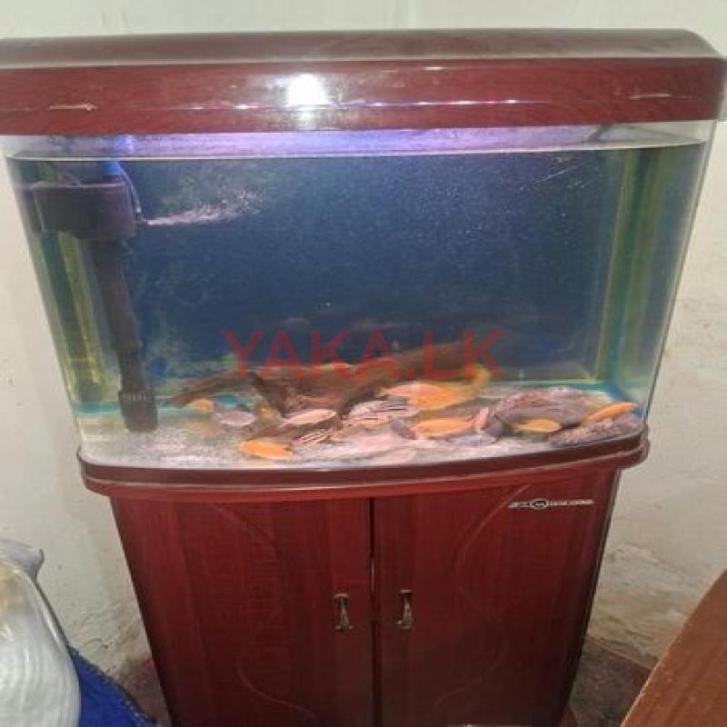 Fish Tank