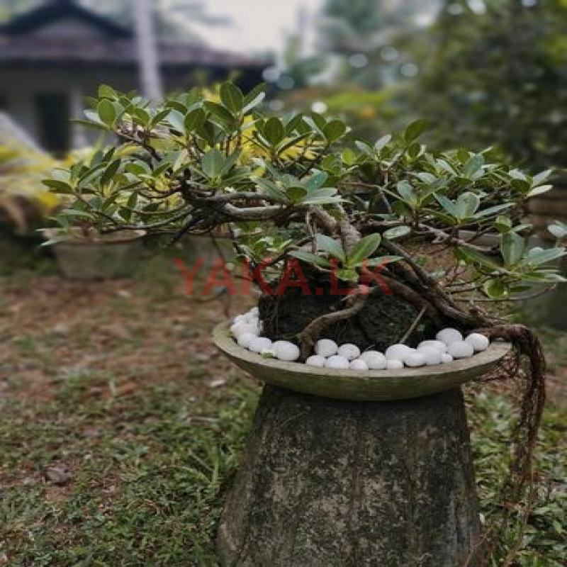 Bonsai Plant