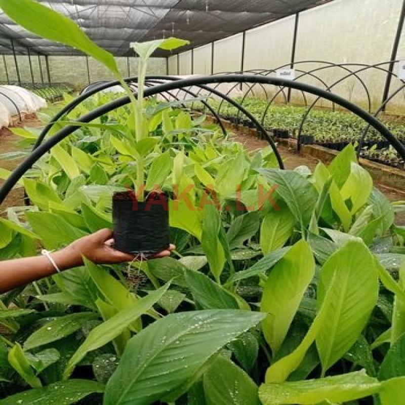 බටපොරෝපිත කෝලිකුට්ටු කෙසෙල් පැළ