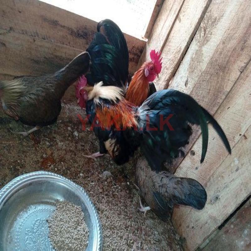 Og Chicken