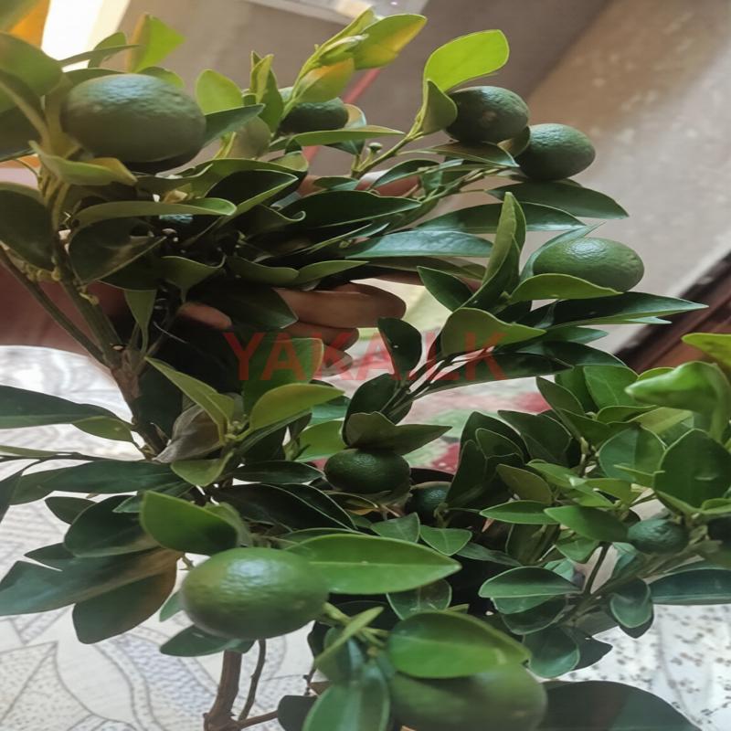 Lime Plant