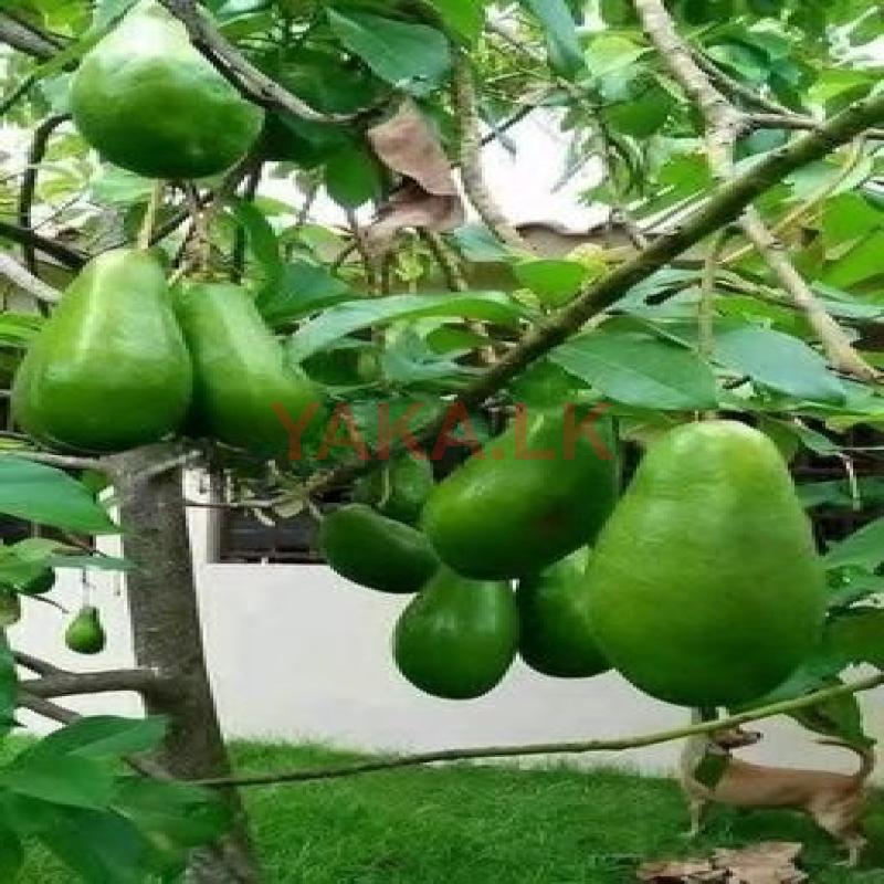 අලිගැටපේර පැළ