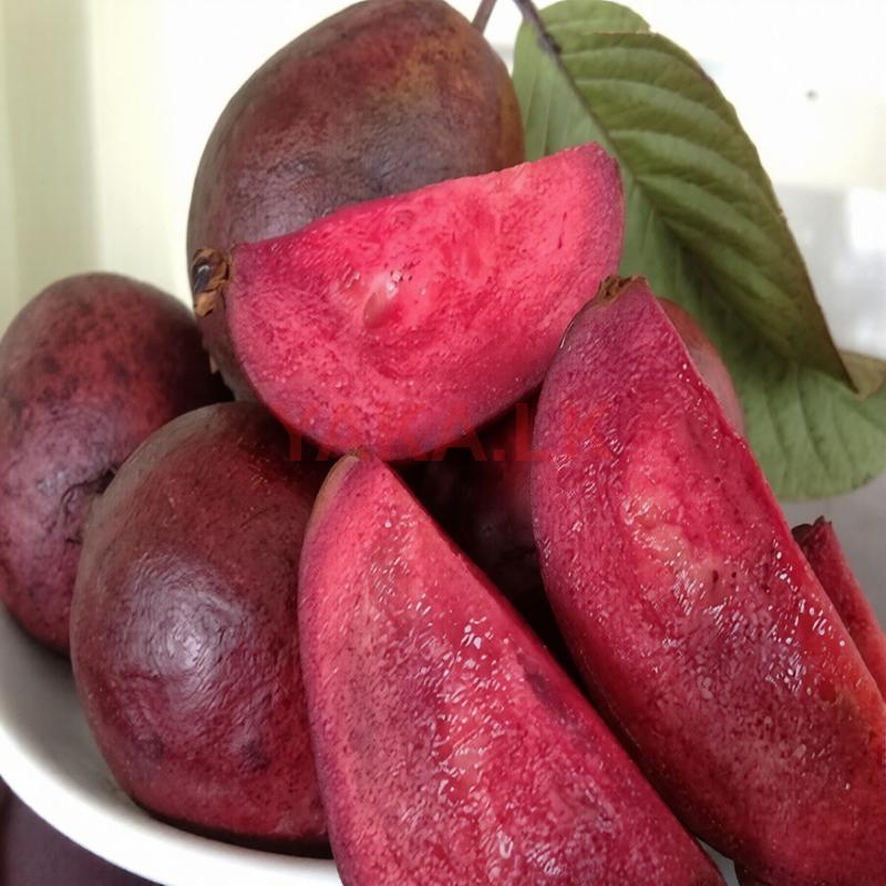 Red Diamond Guava