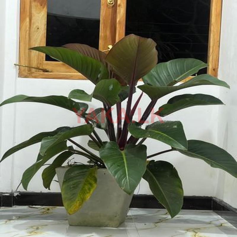 Philodendron Plant