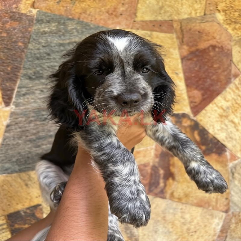 Coco Spaniel Puppy