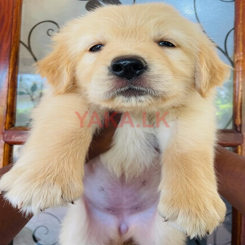 Golden Retriever Puppies