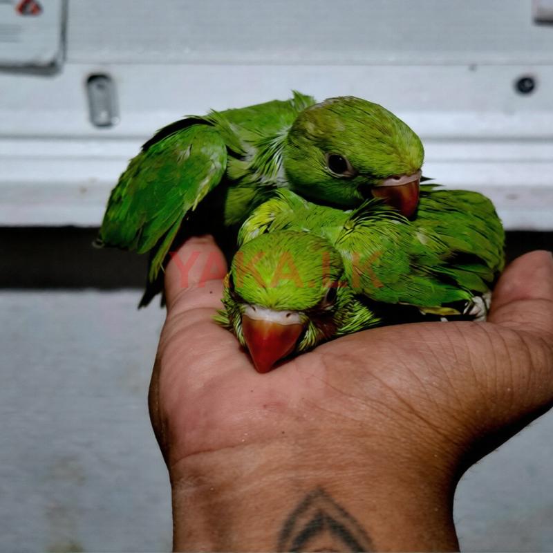 Green Parrot Baby