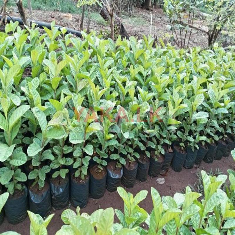ඇපල් පේර පැල