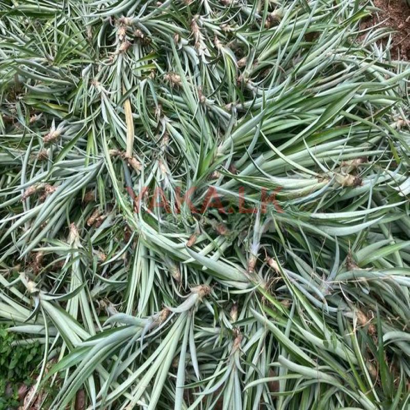 අන්නාසි පැල