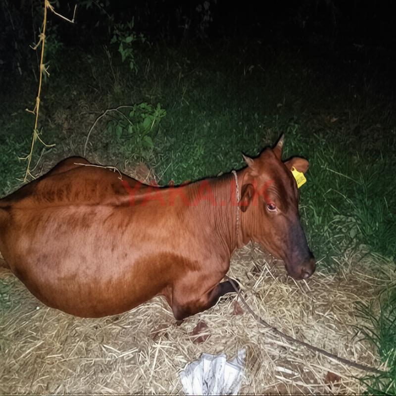 Jersey Cow
