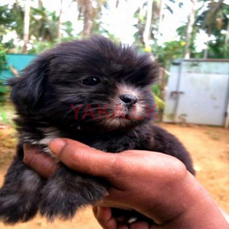 Shih Tsu Female Puppies