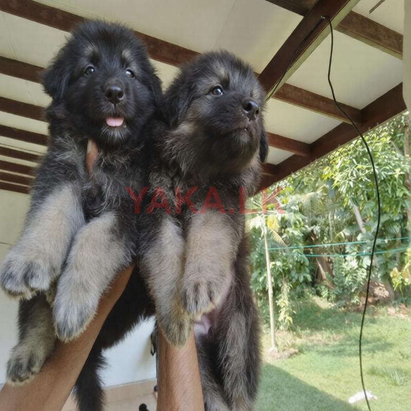 German Shepherd Puppy
