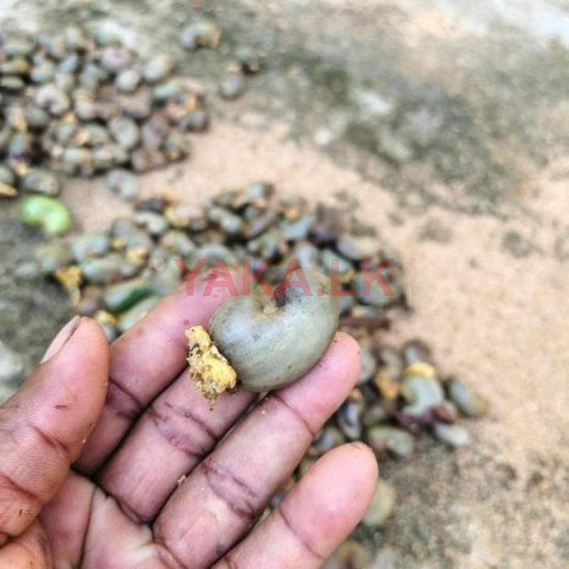 Puhulan කජු