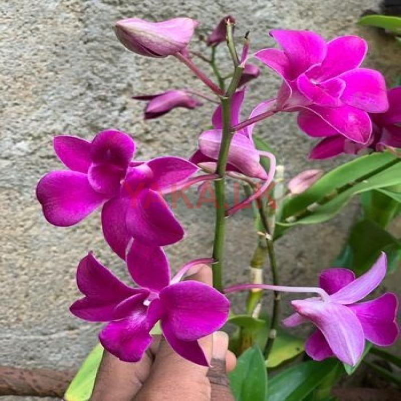 Orchid Flowers