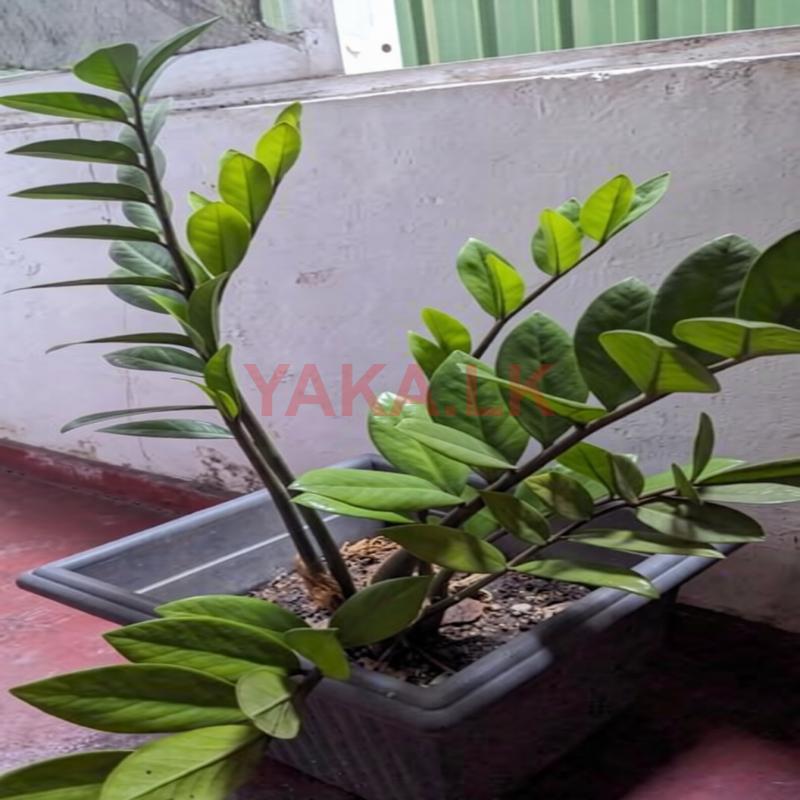Lucky Plant (Zamioculcas)