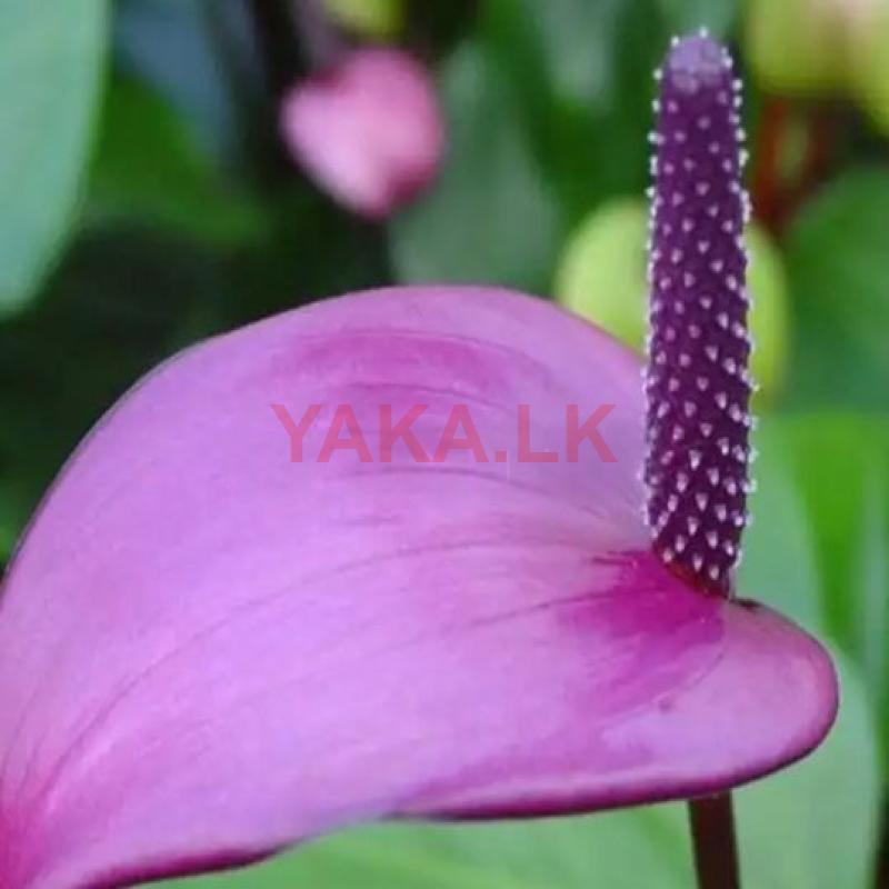 Anturiyan Plant